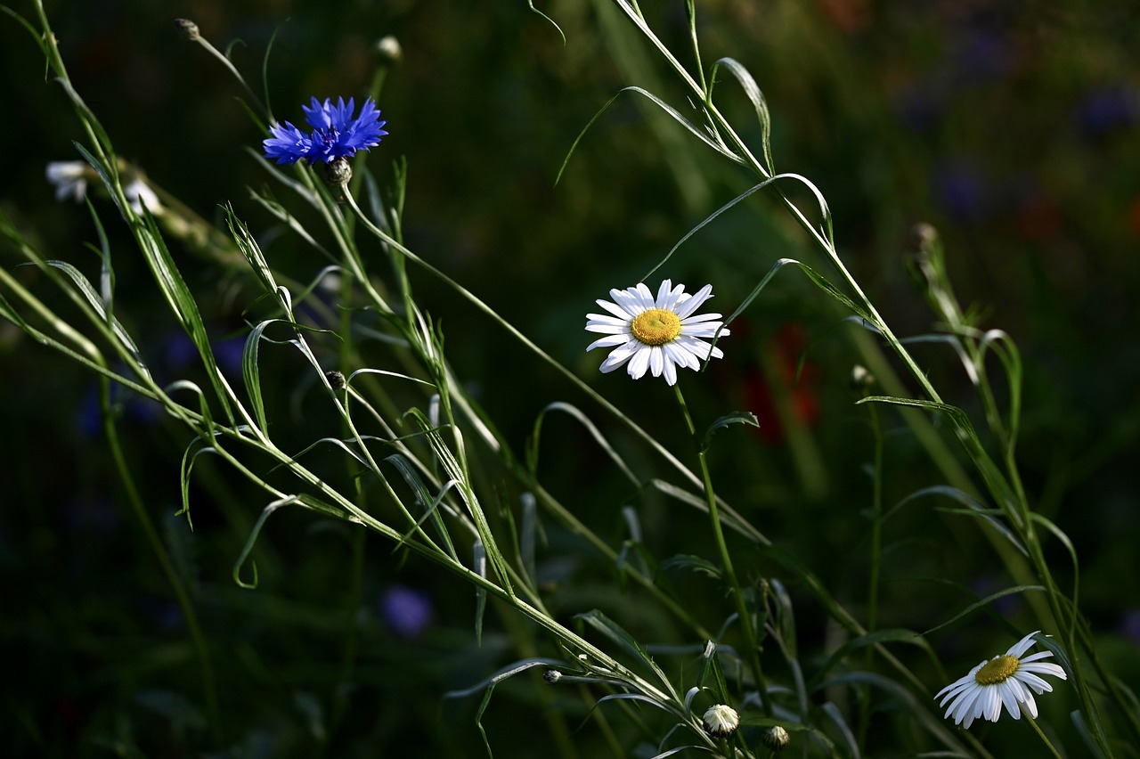 How to Create a Wildflower Meadow in a Small Yard